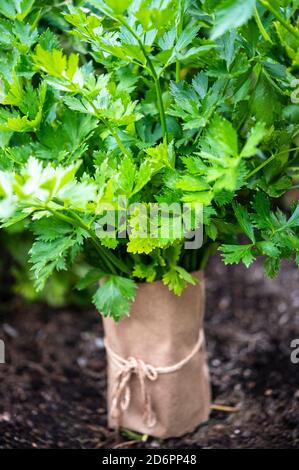 celery leaves on a plant with bag for blanching Stock Photo