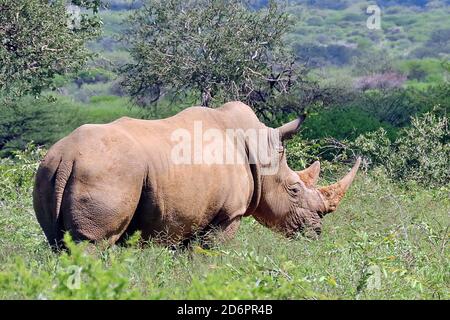 A Southern White Rhinoceros, or wide-lipped rhino (Ceratotherium simum simum) at a reserve several years ago in Erongo region, Namibia Stock Photo