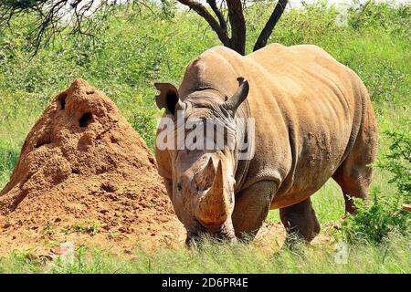 A Southern White Rhinoceros, or wide-lipped rhino (Ceratotherium simum simum) at a reserve several years ago in Erongo region, Namibia Stock Photo
