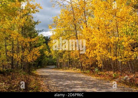 Fall foliage color in the trees at Rushing River Provincial Park, Ontario, Canada. Stock Photo