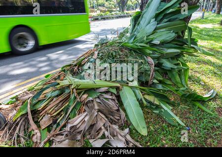 A pile of banana leaves been stacked up on the grass and against the tree while waiting to be clear up. Singapore. Stock Photo
