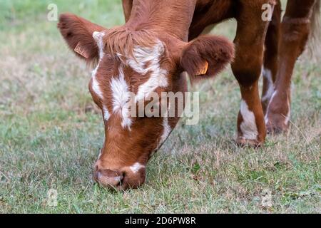 young cow, brown and white grazing in a meadow Stock Photo