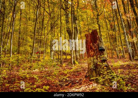 Sunny autumn day in a young deciduous forest. Old rotten stump with mushrooms Stock Photo