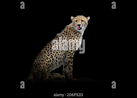 Close up view cheetah. Wild animal isolated on a black background Stock Photo