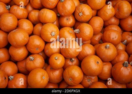 Fresh mini orange pumpkins for sale at market. Stock Photo