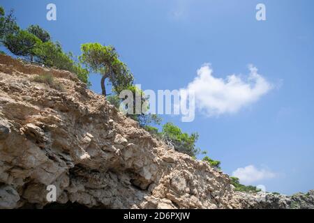 the beautiful Aleppo pines with the typical green color of the foliage in the Tremiti Islands coastline on a sunny day Stock Photo