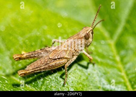 Meadow Grasshopper (Chorthippus parallelus), brown variety, Cornwall, England, UK. Stock Photo