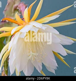 Orchid Cactus (Epiphyllum laui) flower Stock Photo - Alamy