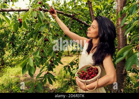 Beautiful young woman holding full wooden bucket with cherries in the orchard Selective focus Stock Photo