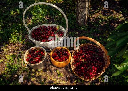 Two wicker baskets and two wooden buckets on the ground full of red ripe cherries in an orchard Selective focus Stock Photo