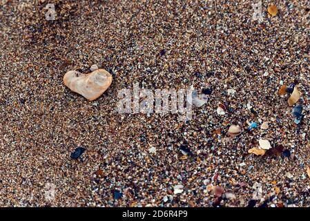 Background with one pebble on a wet beach sand and shells Selective focus Stock Photo