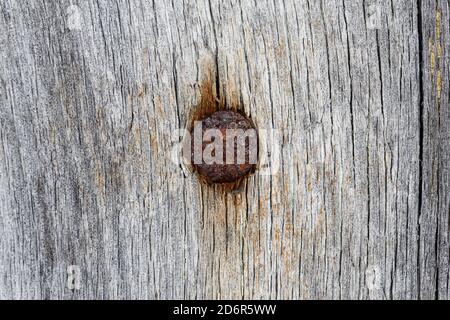 Rusty head of an old nail hammered into a gray board Stock Photo