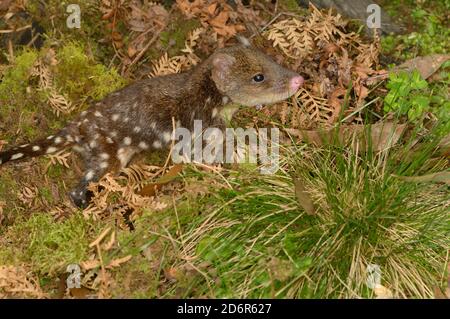 Spotted-tailed Quoll Dasyurus maculatus Young Photographed in Tasmania, Australia Stock Photo