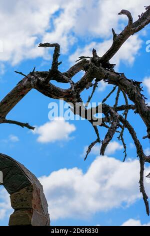 A withered tree against a background of blue sky Stock Photo