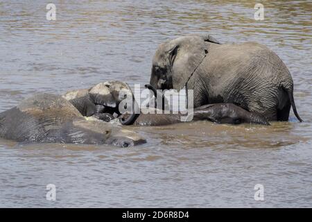 African Elephant (Loxodonta africana) family playing in the water with baby, Mara river, Serengeti national park, Tanzania.