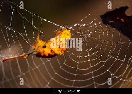 Spider web in dew drops close-up on a blurry background. A yellow leaf fell on a spider's web. Concept of approaching autumn. The natural background. Stock Photo