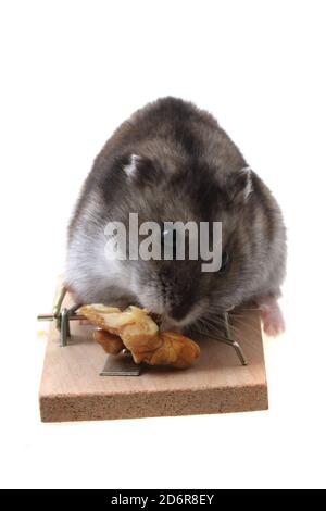 dzungarian mouse in the mousetrap isolated on the white background Stock Photo