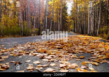 Indian summer in a birch grove. Fallen yellow birch leaves on the asphalt in the park close-up. Autumn background. Stock Photo