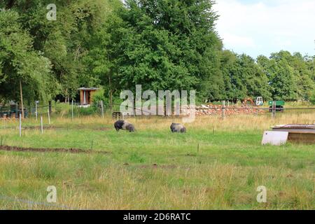 black boars on a green grass field Stock Photo