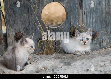 two little white cats with blue eyes in front of a wooden village door with a typical pet hole Stock Photo