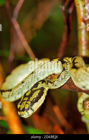 Sri Lankan Green Pit Viper, Trimeresurus trigonocephalus, Sinharaja National Park Rain Forest, World Heritage Site, UNESCO, Biosphere Reserve, Nationa Stock Photo