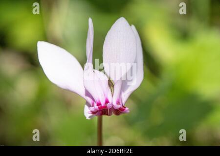 European cyclamen (Cyclamen purpurascens), flower, Germany Stock Photo
