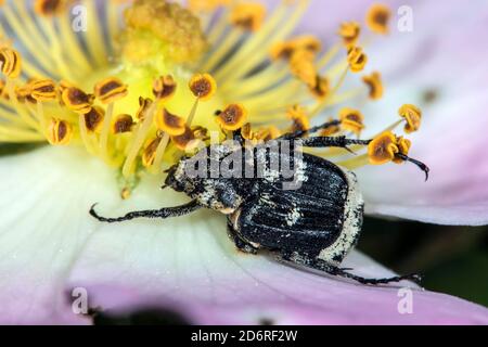 Scarab beetle (Valgus hemipterus, Scarabaeus hemipterus), on a rose flower, Germany Stock Photo