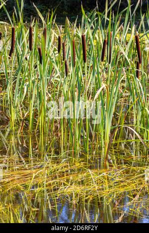 common cattail, broad-leaved cattail, broad-leaved cat's tail, great reedmace, bulrush (Typha latifolia), fruiting, Germany, Bavaria, Isental Stock Photo