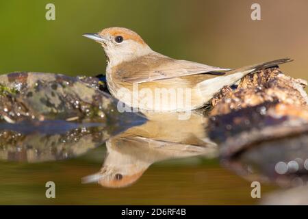 blackcap (Sylvia atricapilla), side view of an adult female taking a bath, Italy, Campania Stock Photo