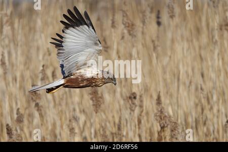 Western Marsh Harrier (Circus aeruginosus), adult male in flight, Denmark Stock Photo