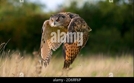 northern eagle owl (Bubo bubo), in flight, side view, United Kingdom, Wales, Pembrokeshire Stock Photo