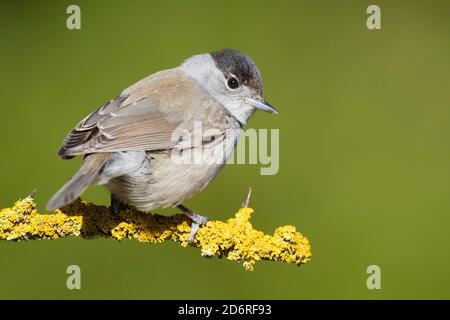 blackcap (Sylvia atricapilla), first winter male perched on a branch, Italy, Campania Stock Photo
