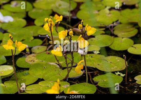 western bladderwort (Utricularia australis), blooming among frogbit, Germany, Bavaria Stock Photo