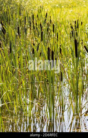 common cattail, broad-leaved cattail, broad-leaved cat's tail, great reedmace, bulrush (Typha latifolia), fruiting, Germany, Bavaria Stock Photo