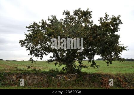 common oak, pedunculate oak, English oak (Quercus robur. Quercus pedunculata), oak on stone wall in field scenery, France, Brittany, Calluna vulgaris Stock Photo