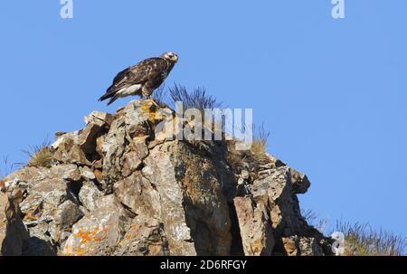 American rough-legged buzzard (Buteo lagopus), adult female on a rock, seen from the side, Norway, Varanger Peninsula Stock Photo