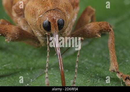 weevil (Curculio venosus), portrait, Germany Stock Photo
