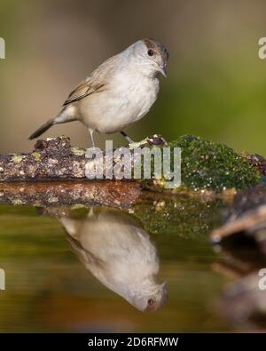 blackcap (Sylvia atricapilla), first winter male reflecting itself in a pond, Italy, Campania Stock Photo