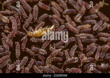 common black freshwater springtail (Podura aquatica), macro shot of an aggregation of black freshwater springtails, Germany