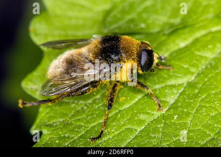 Large narcissus fly, Large bulb fly, Narcissus bulb fly (Merodon equestris), sitting on a leaf, side view, Germany Stock Photo