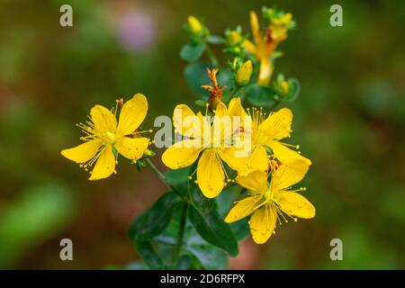 Common St Johns-wort, perforate St Johns-wort, klamath weed, St. Johns-wort (Hypericum perforatum), flowers, Germany, Bavaria Stock Photo