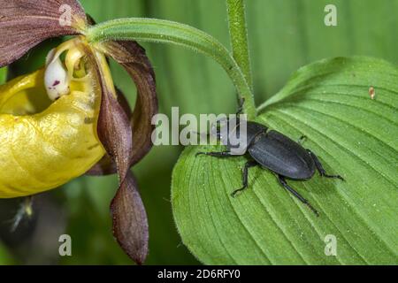 Lesser stag beetle (Dorcus parallelipipedus), sits on a lady-slipper orchid, Germany Stock Photo