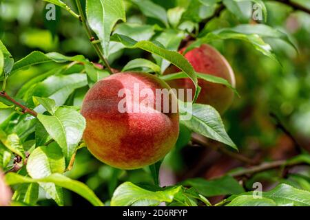 peach (Prunus persica), peaches on a branch, Germany Stock Photo