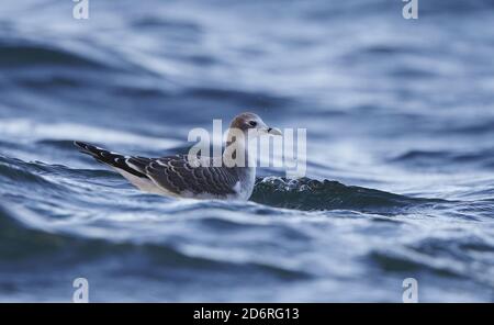 sabine's gull (Xema sabini), first-winter swimming off the coast, Denmark Stock Photo