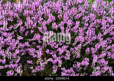 Common Heather, Ling, Heather (Calluna vulgaris), blooming heath, France, Brittany Stock Photo