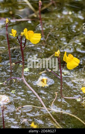 western bladderwort (Utricularia australis), blooming, Germany, Bavaria Stock Photo