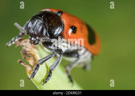 Willow clytra (Clytra laeviuscula), sits on a stem, Germany Stock Photo