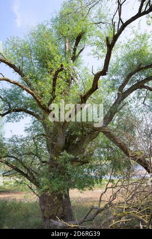 willow, osier (Salix spec.), old willow on the shore of Elbe river, Germany Stock Photo