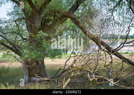 willow, osier (Salix spec.), old willow on the shore of Elbe river, Germany Stock Photo