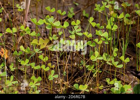 European water-clover, European water fern (Marsilea quadrifolia), group, Germany Stock Photo